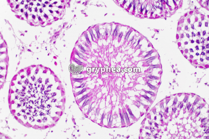 Testicule de Poisson x60 - gryphea.com